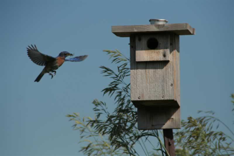 Build Your Own Bird Habitat - bird habitat