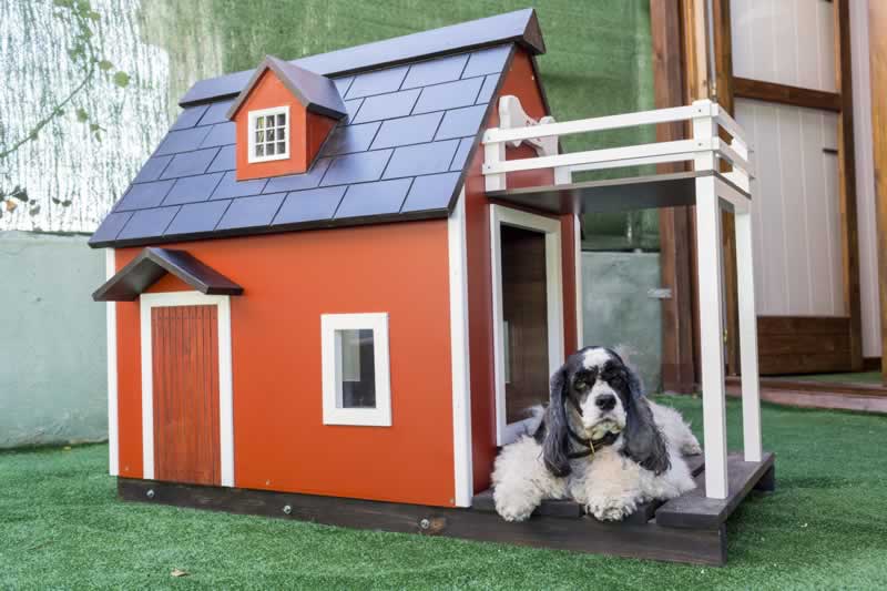 How to Build a House for Your Pet