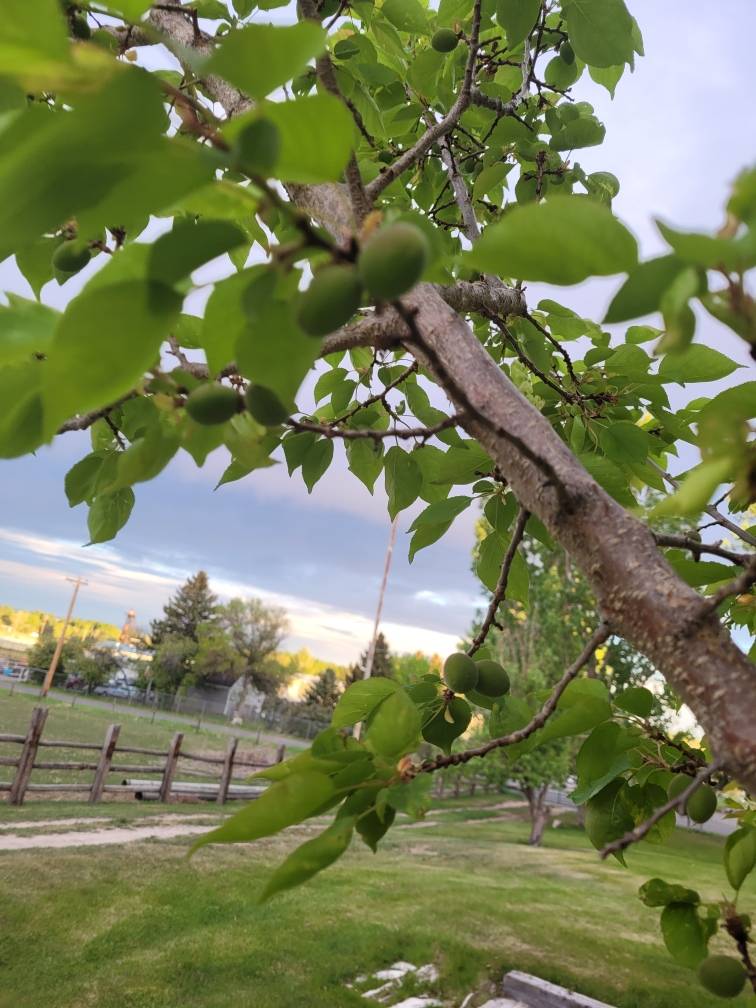 apricots zone three fruit tree