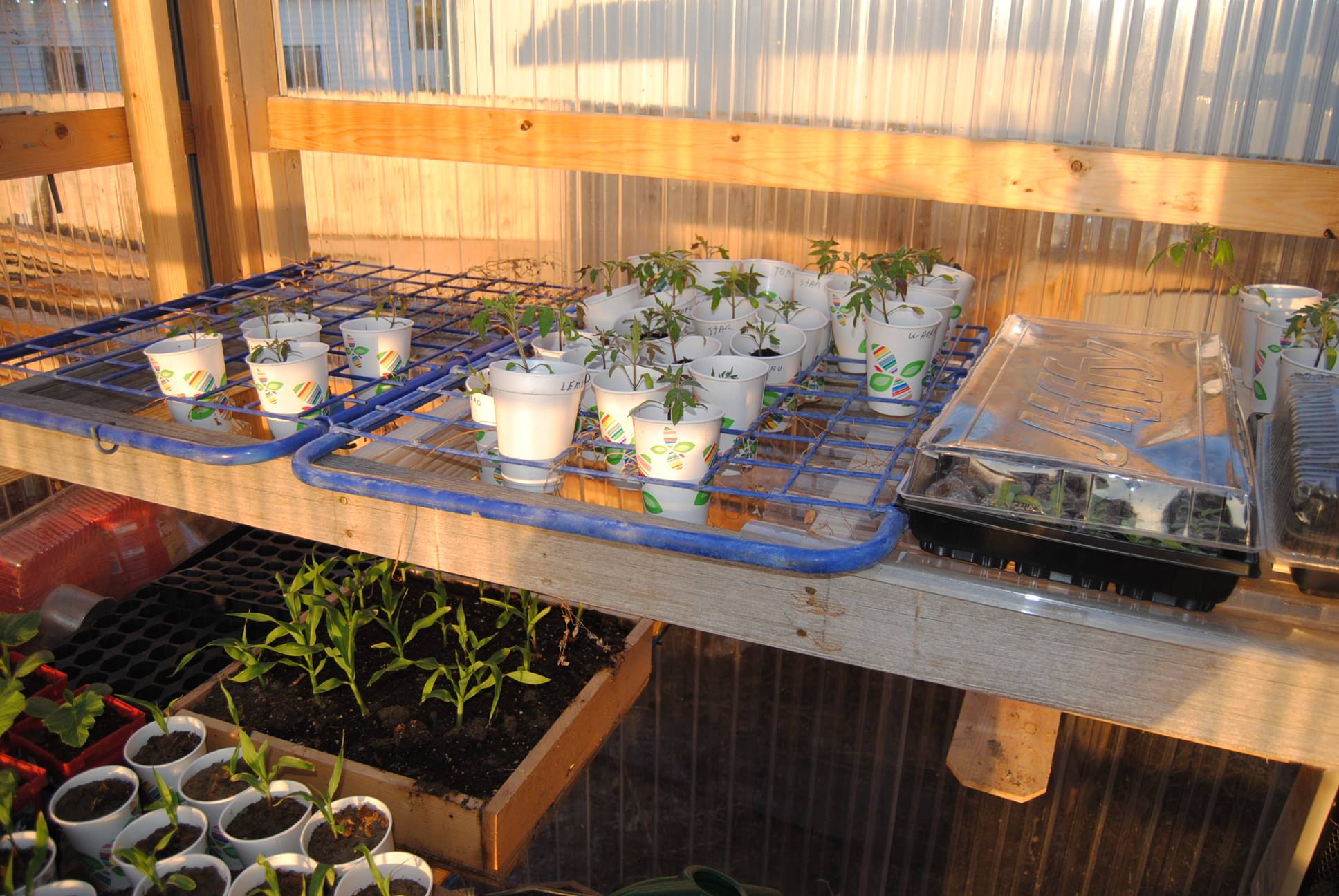 greenhouse green plants gardening