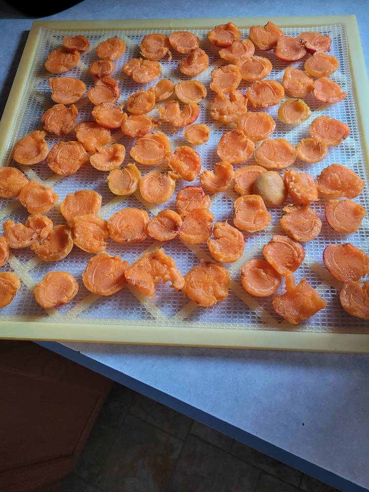 apricots