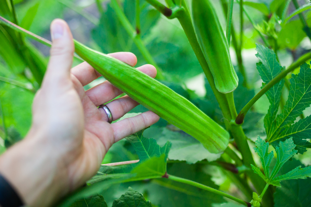 how to save tomato seeds