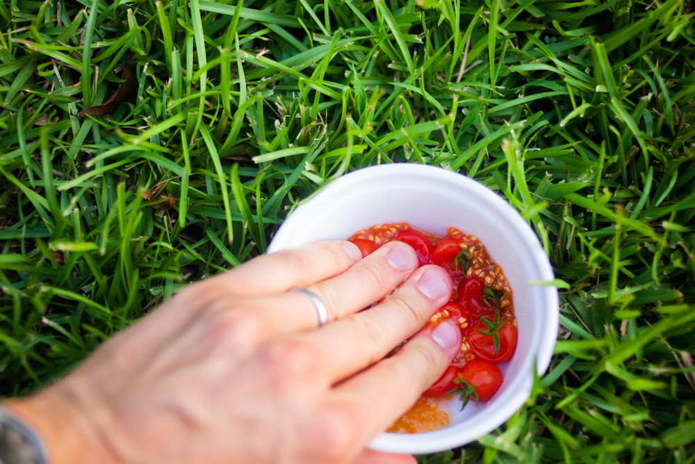 how to save tomato seeds