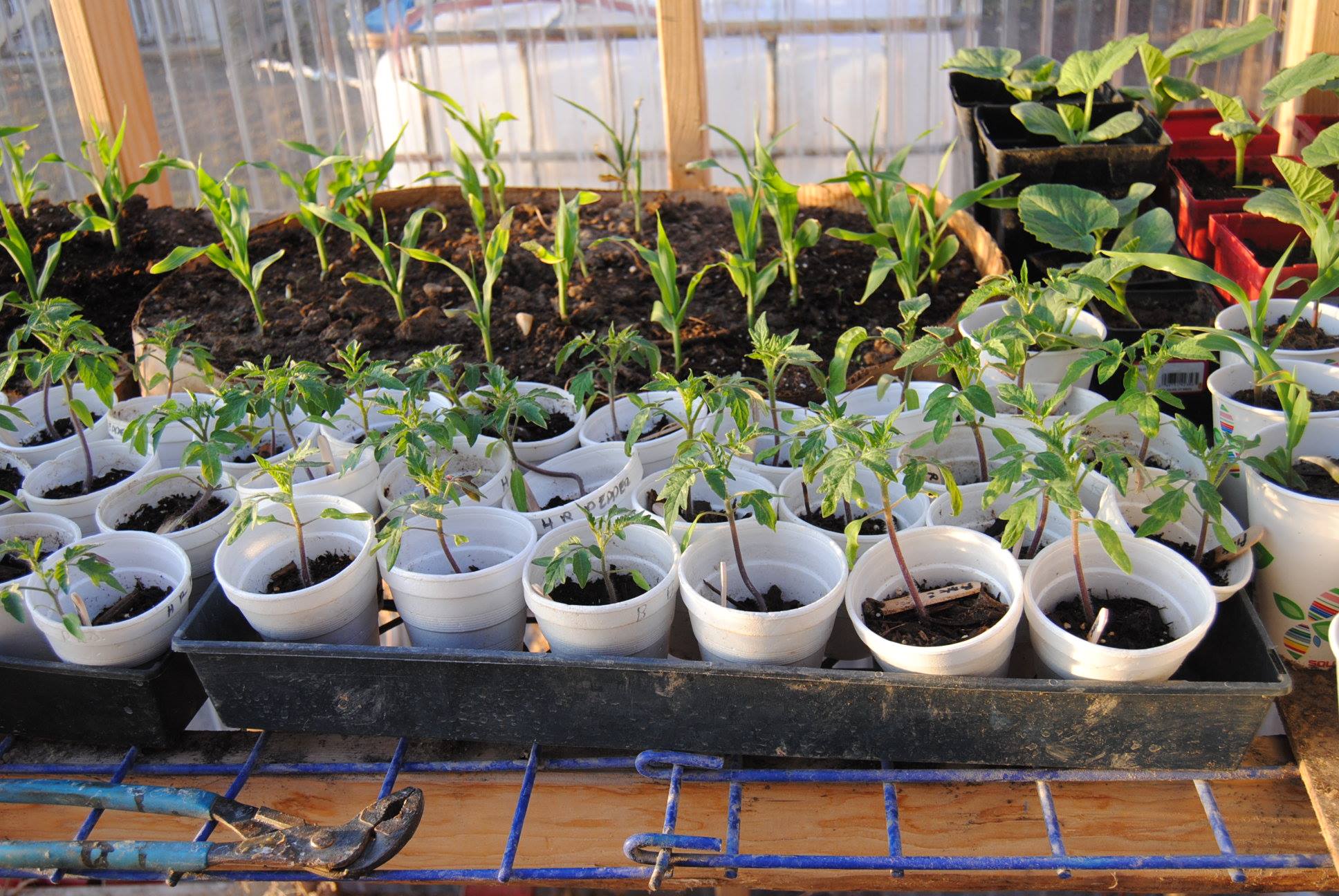 greenhouse gardening plants seedligns