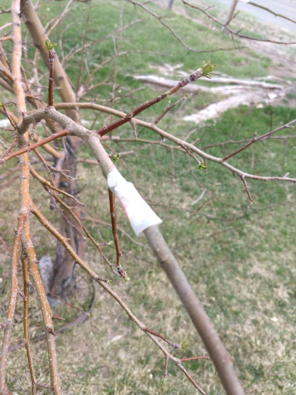 branch grafted on tree