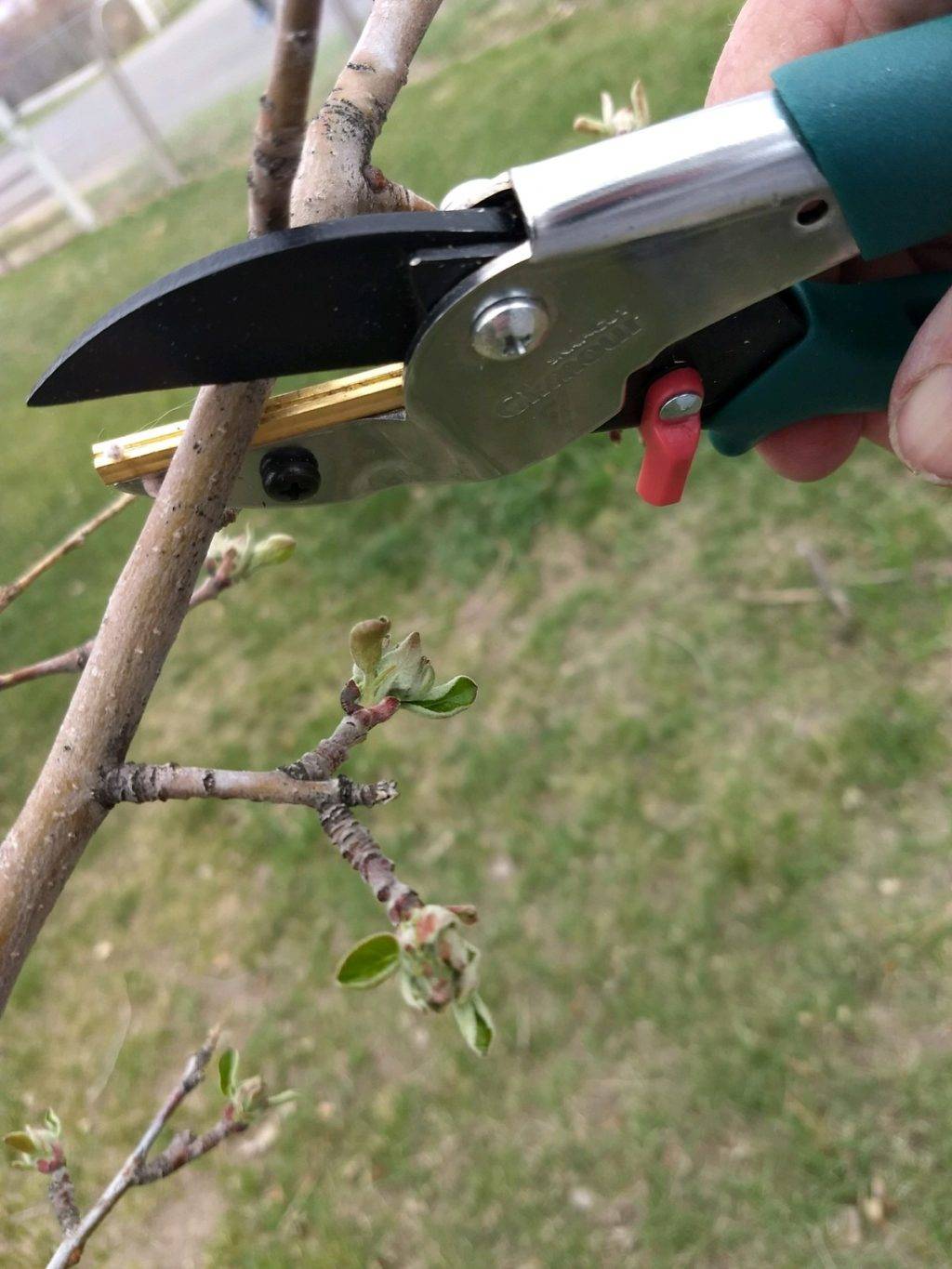 cutting a branch with garden shears