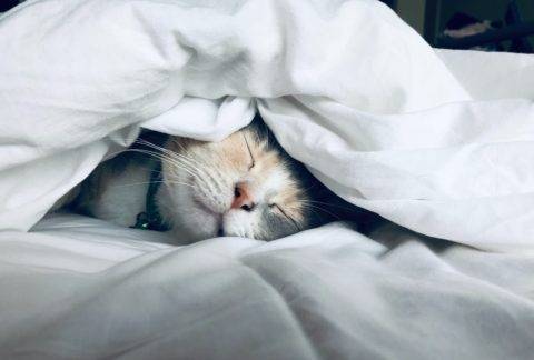 cat sleeping between sheets and a blanket