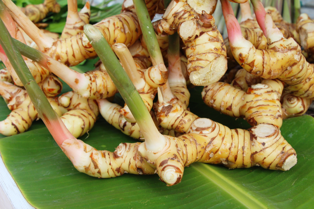 Galangal root