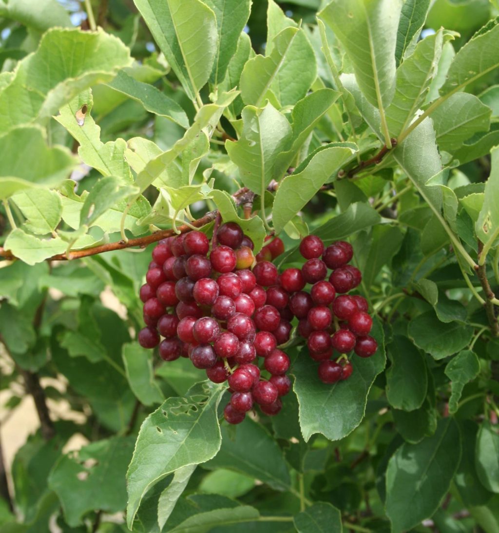 choke cherry