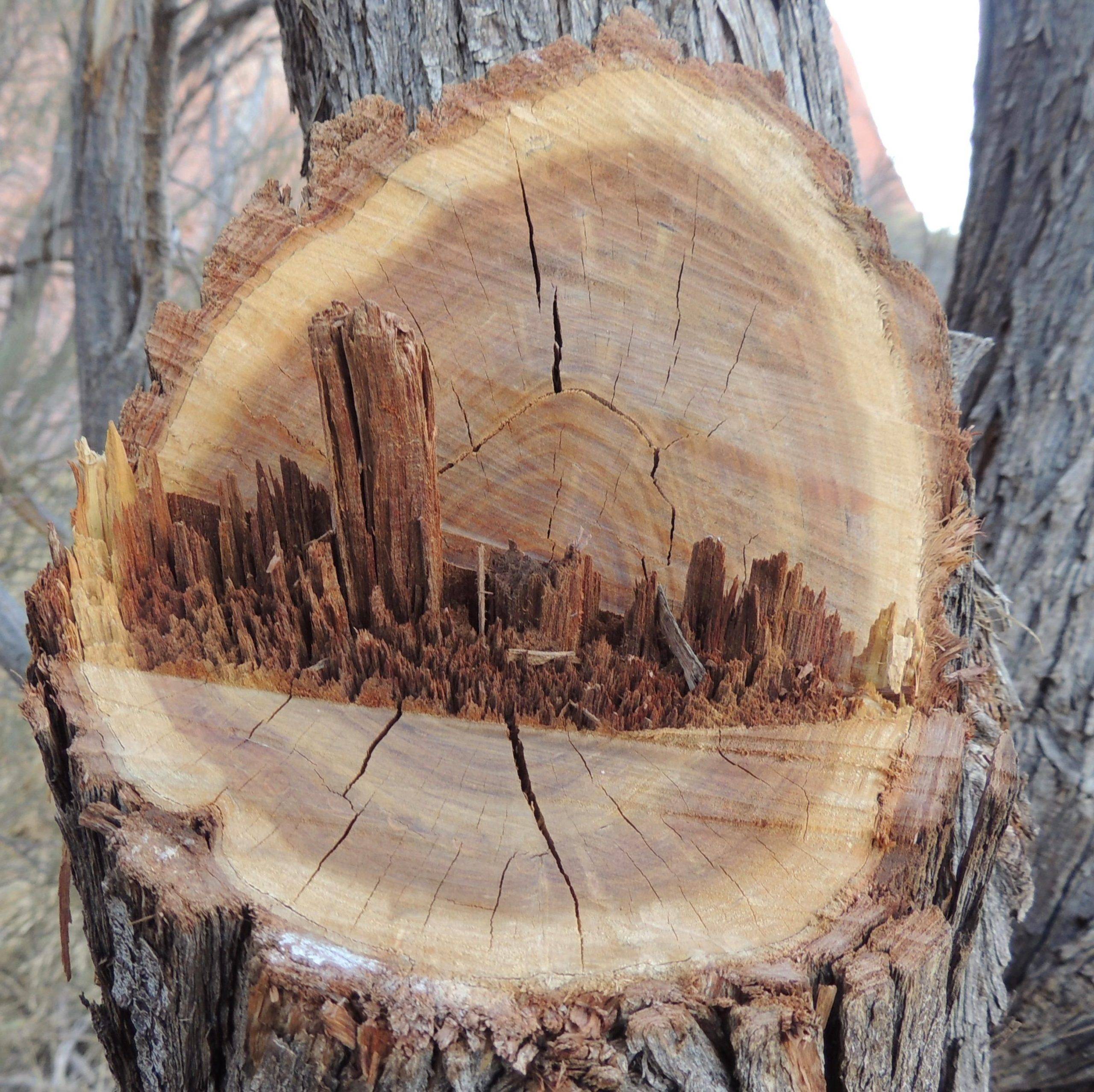 A notched tree stem that broke loose mid-cut.