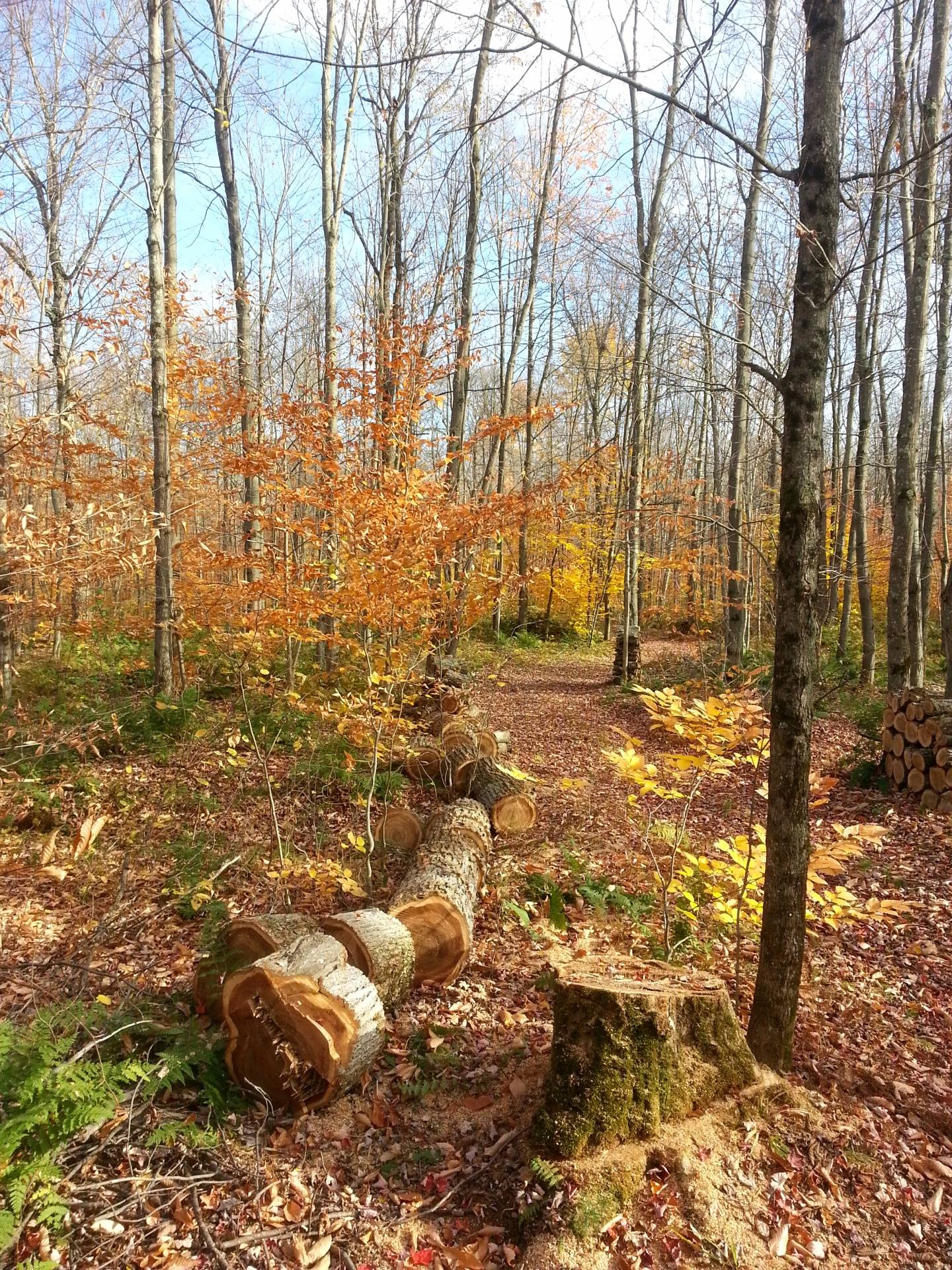 A tree cut into piece on the ground in a forest.