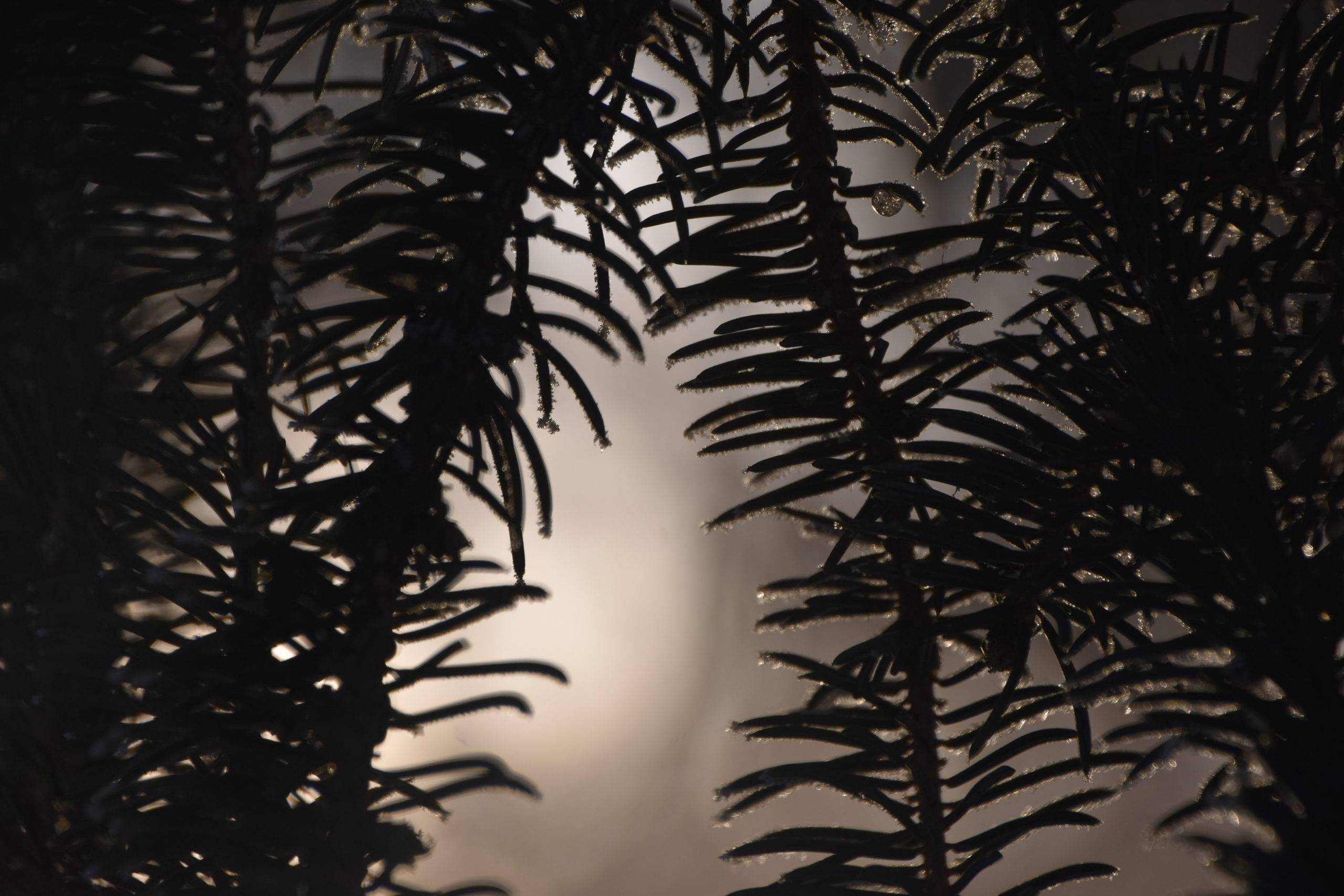 close up of dew drops on pine needles and branches 