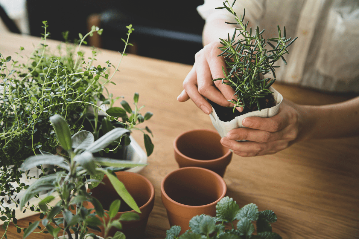 woman standing at wooden table with variety of potted herbs