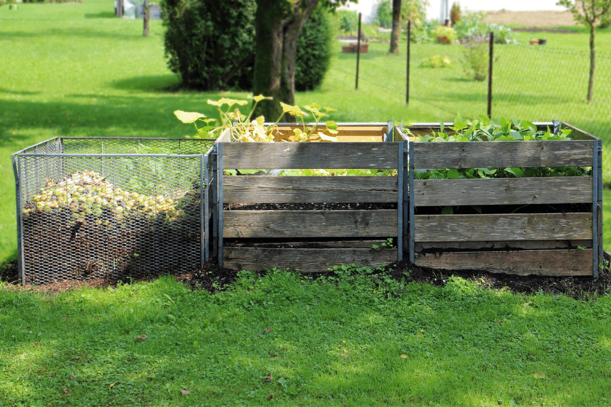 wire compost bin on grass next to two wooden planter boxes filled with greenery