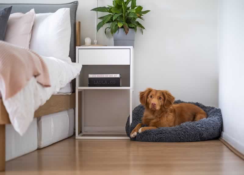 dog on laminate floor