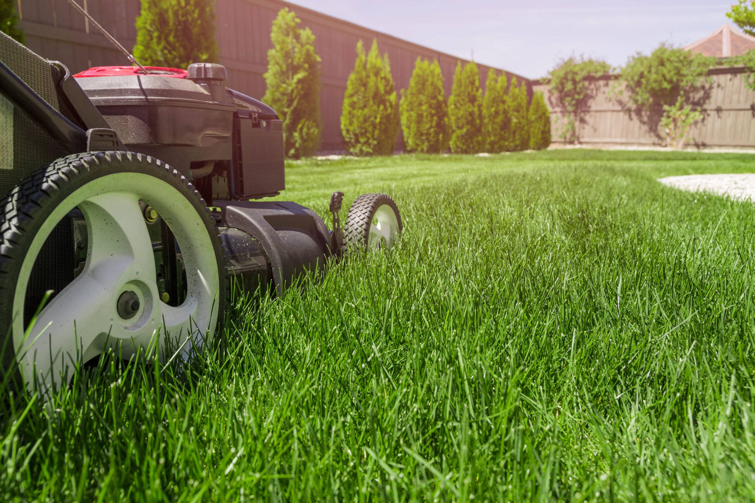 mower being pushed across long green grass