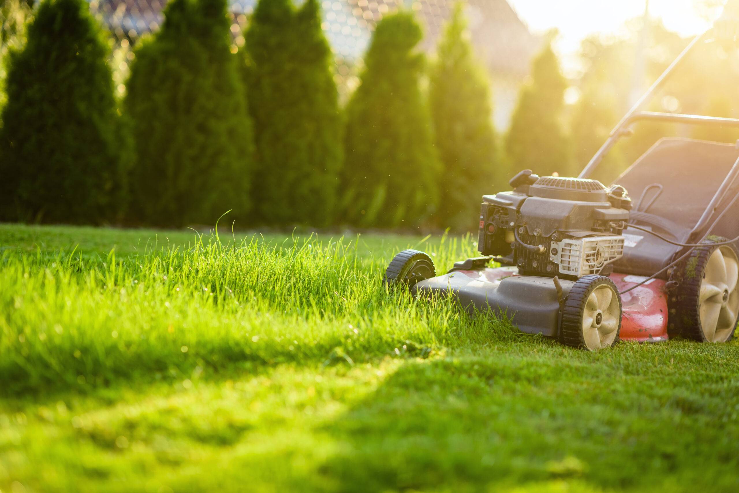 lawn mower being pushed across half-cut lawn