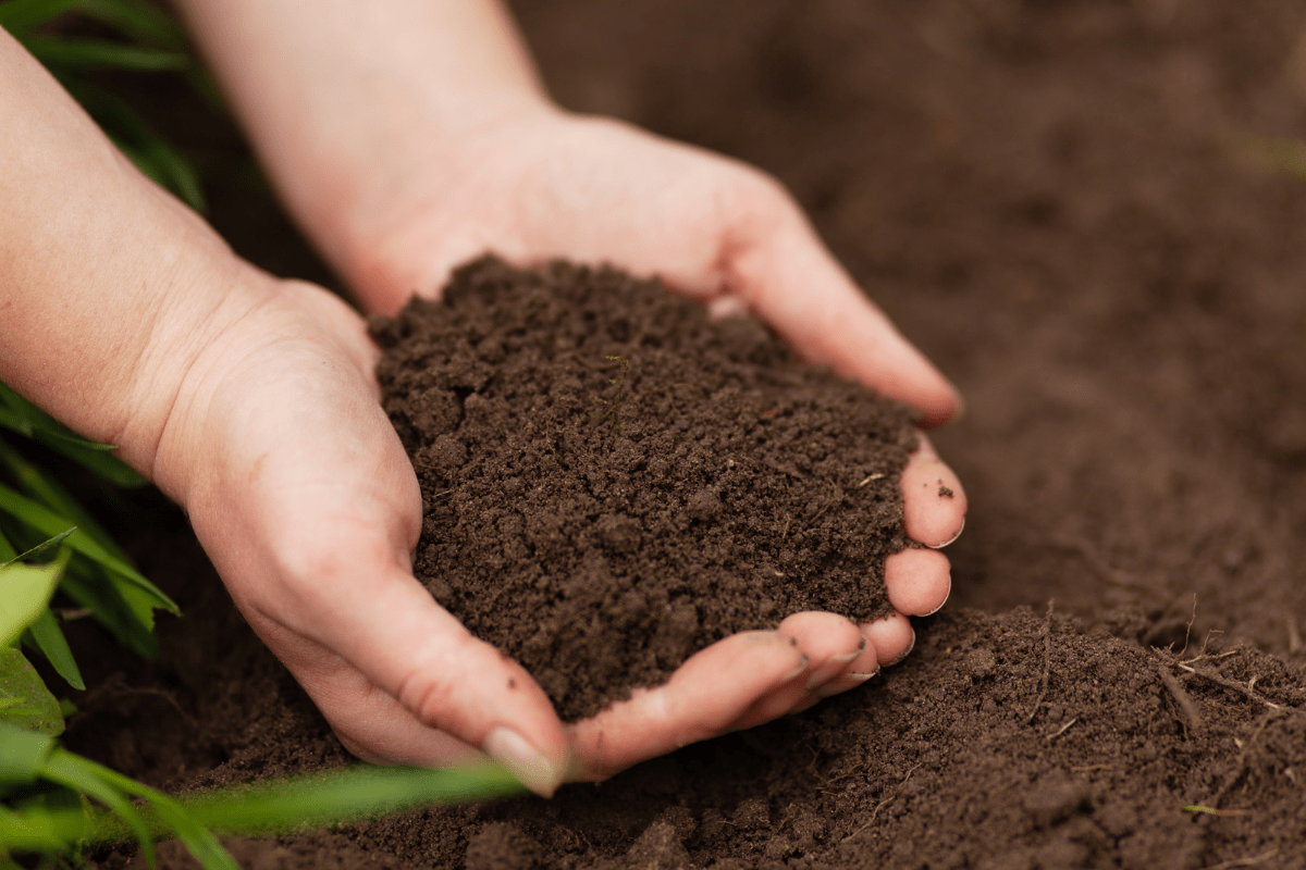 woman's hands holding dirt in garden