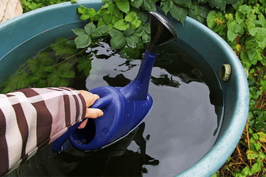 close up of someone taking water out of rain barrel with blue watering can