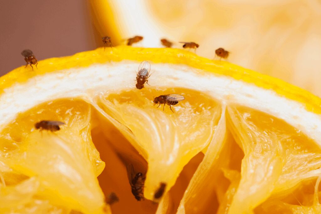close up of fruit flies on orange