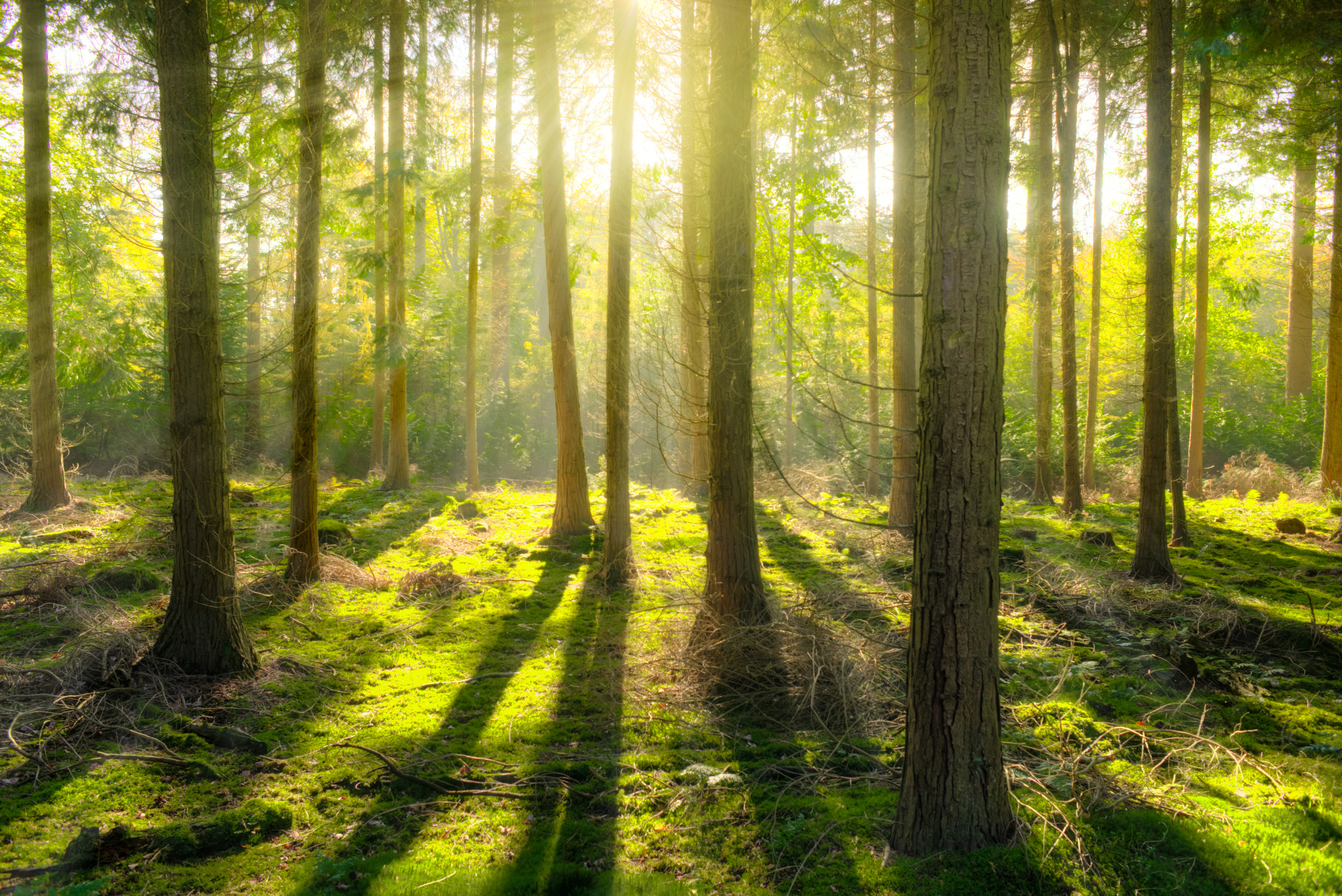 Trees in a forest casting shadows.