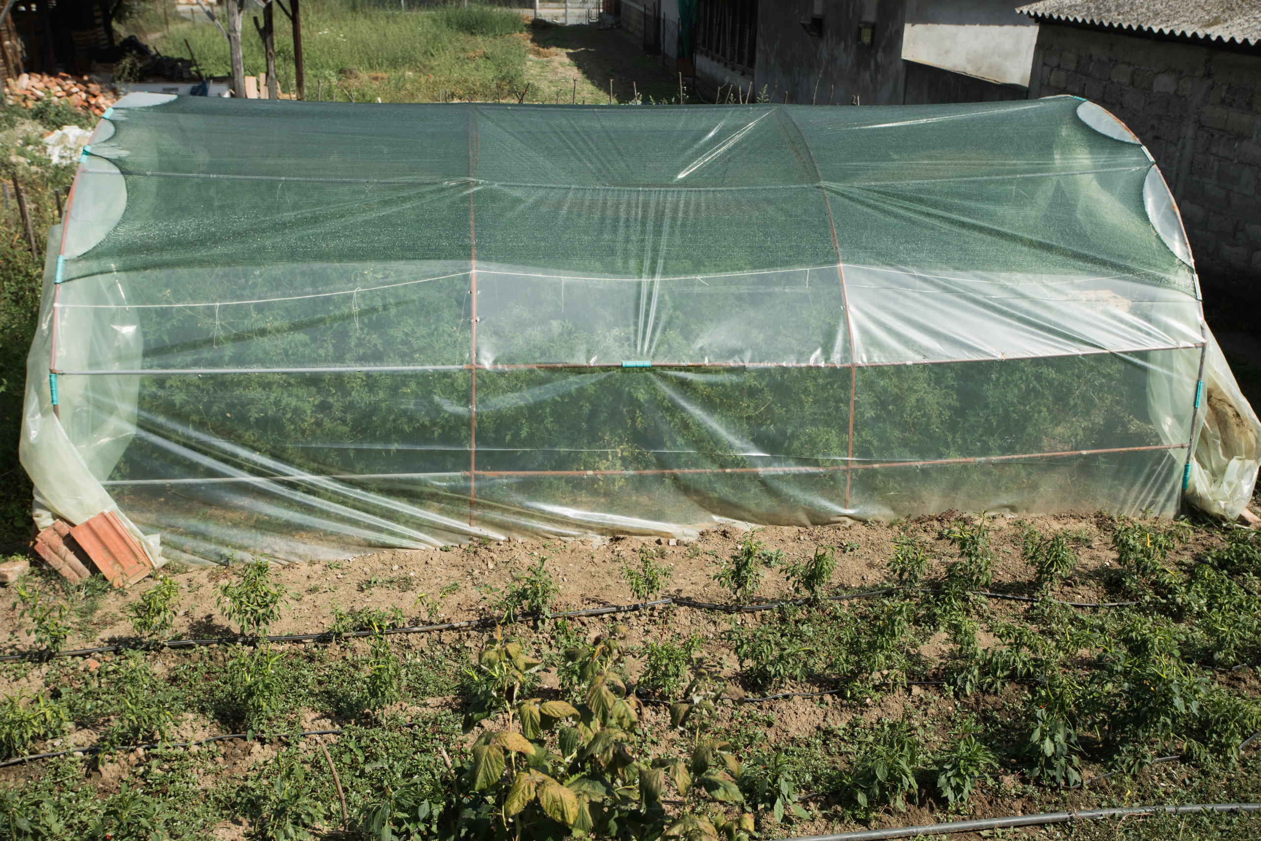 Hoop-style greenhouse in backyard.