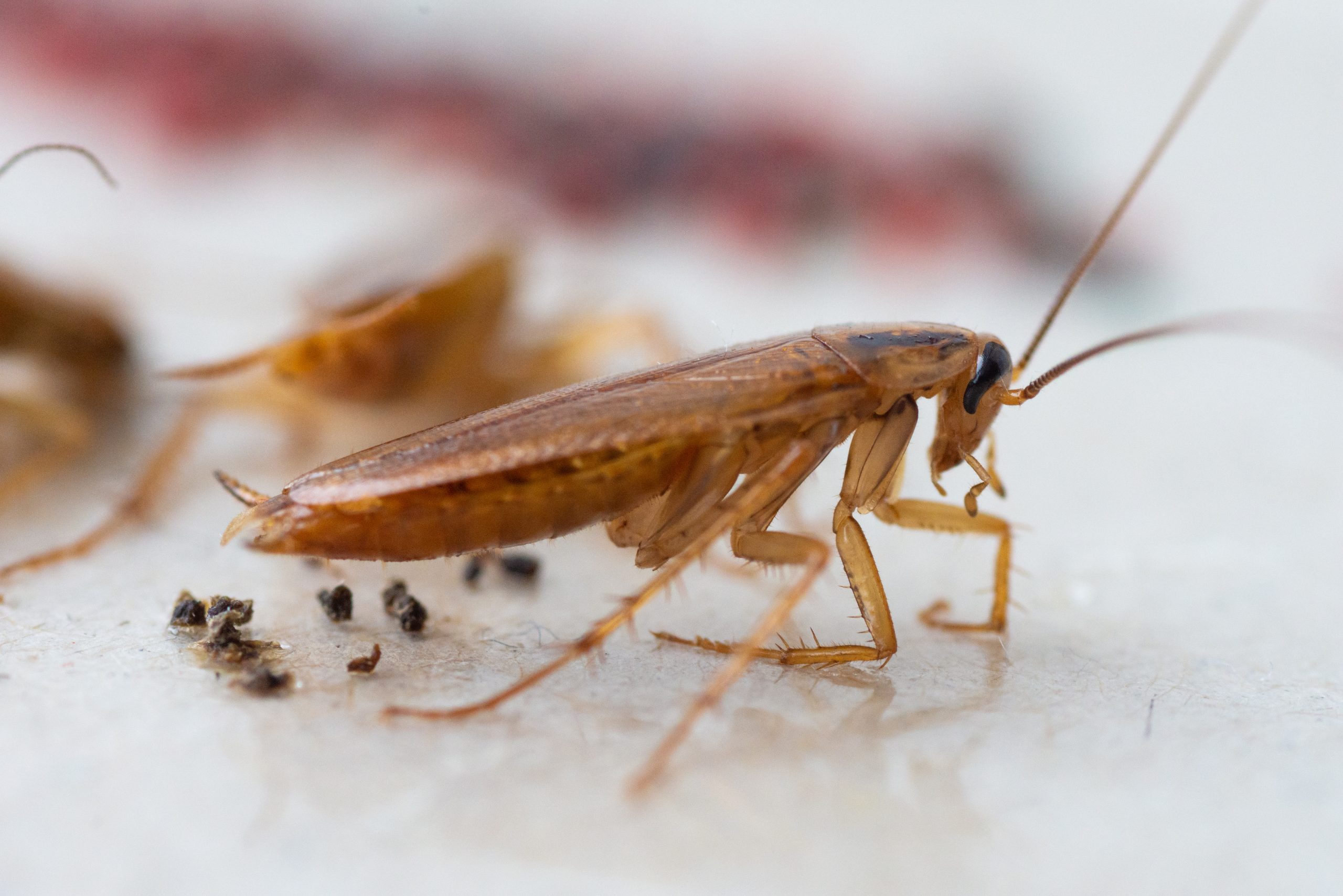 A closeup of a cockroach and its droppings.