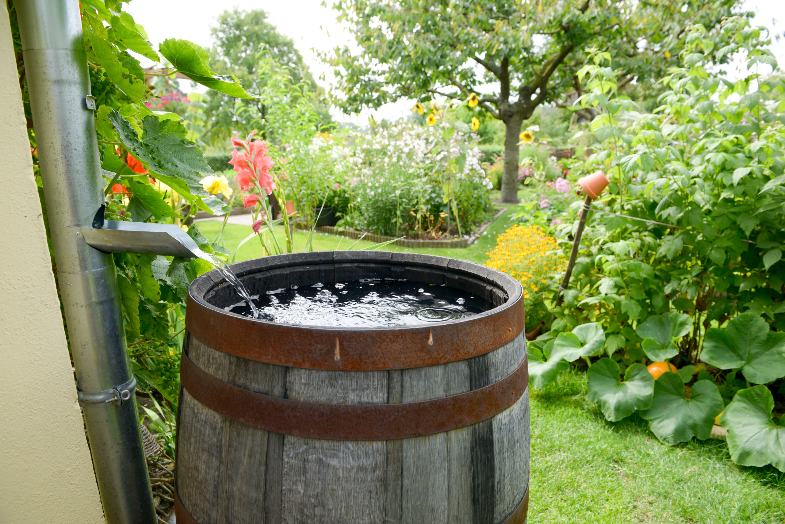 Wooden barrel rain collection system full of water.